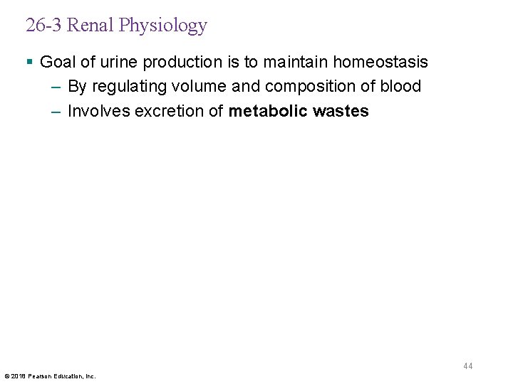 26 -3 Renal Physiology § Goal of urine production is to maintain homeostasis –