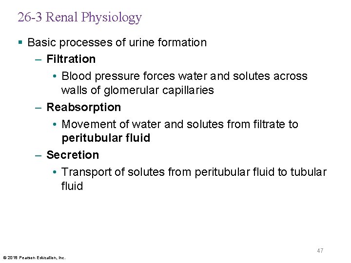 26 -3 Renal Physiology § Basic processes of urine formation – Filtration • Blood