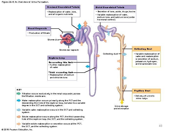 Figure 26– 9 An Overview of Urine Formation. Proximal Convoluted Tubule Distal Convoluted Tubule