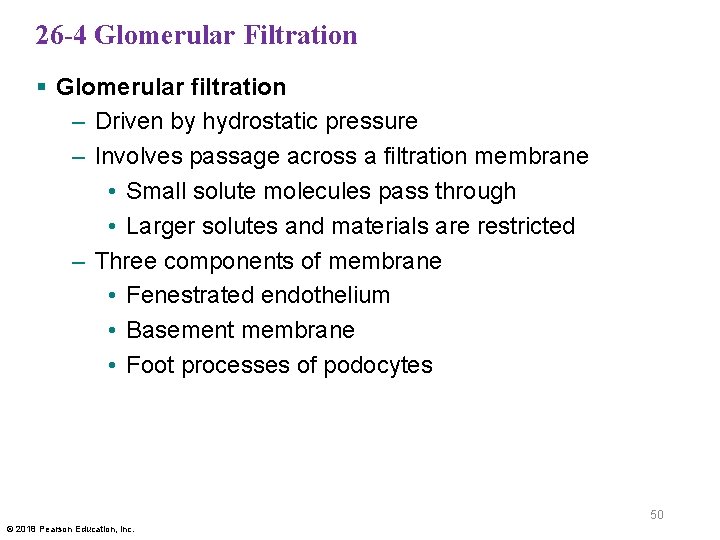 26 -4 Glomerular Filtration § Glomerular filtration – Driven by hydrostatic pressure – Involves