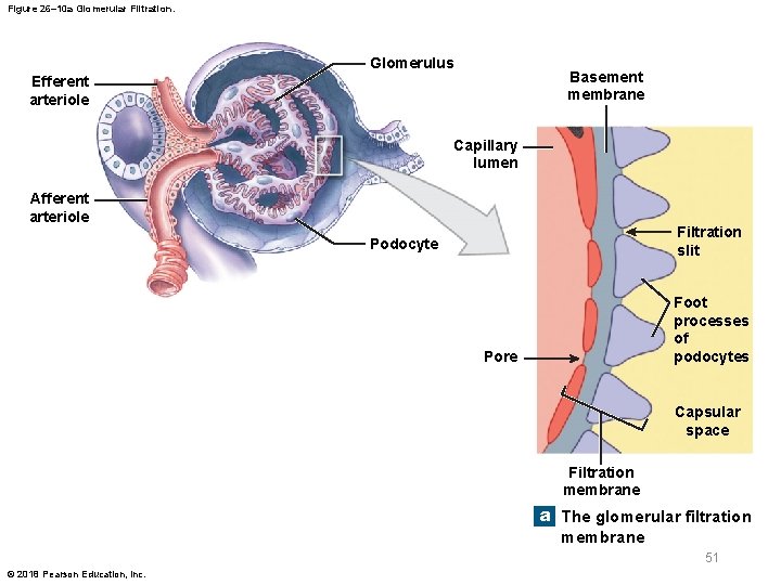 Figure 26– 10 a Glomerular Filtration. Glomerulus Basement membrane Efferent arteriole Capillary lumen Afferent