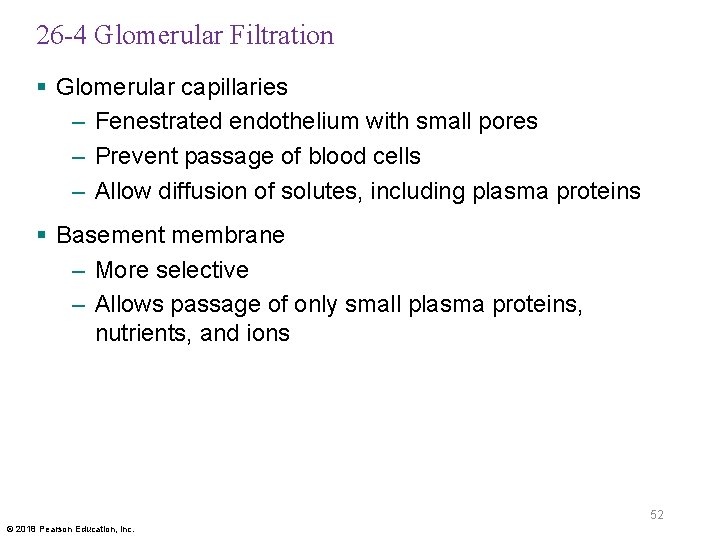 26 -4 Glomerular Filtration § Glomerular capillaries – Fenestrated endothelium with small pores –