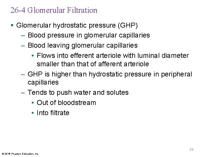 26 -4 Glomerular Filtration § Glomerular hydrostatic pressure (GHP) – Blood pressure in glomerular