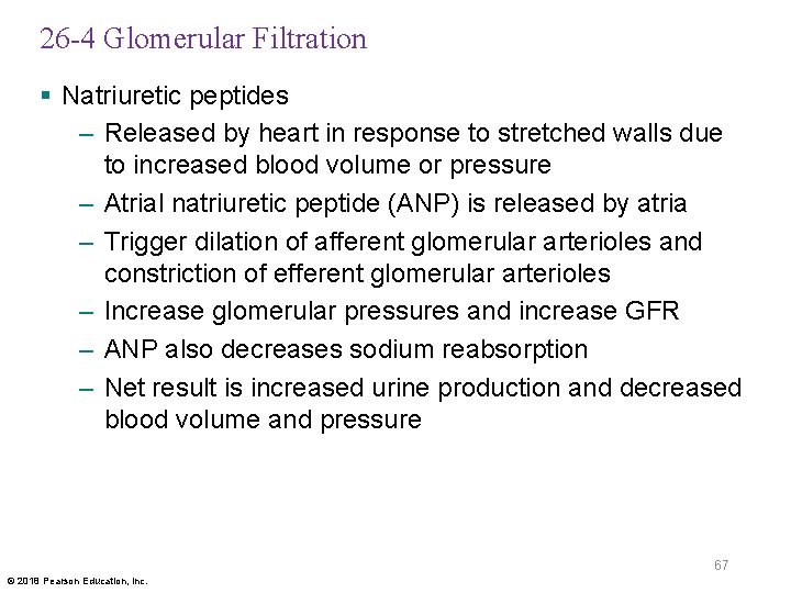 26 -4 Glomerular Filtration § Natriuretic peptides – Released by heart in response to