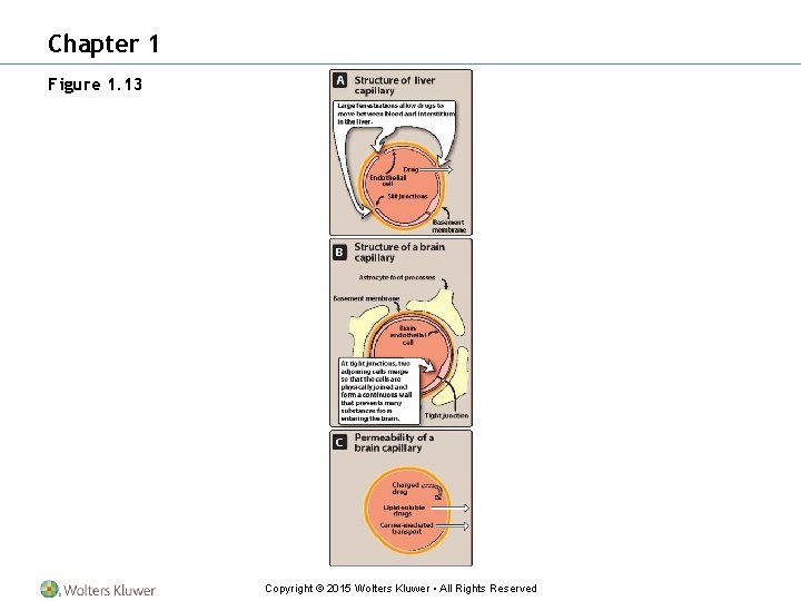 Chapter 1 Figure 1. 13 Copyright © 2015 Wolters Kluwer • All Rights Reserved