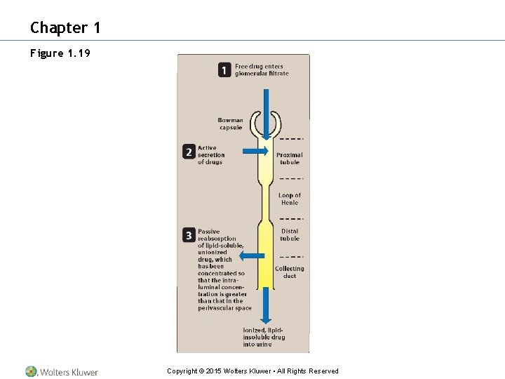 Chapter 1 Figure 1. 19 Copyright © 2015 Wolters Kluwer • All Rights Reserved