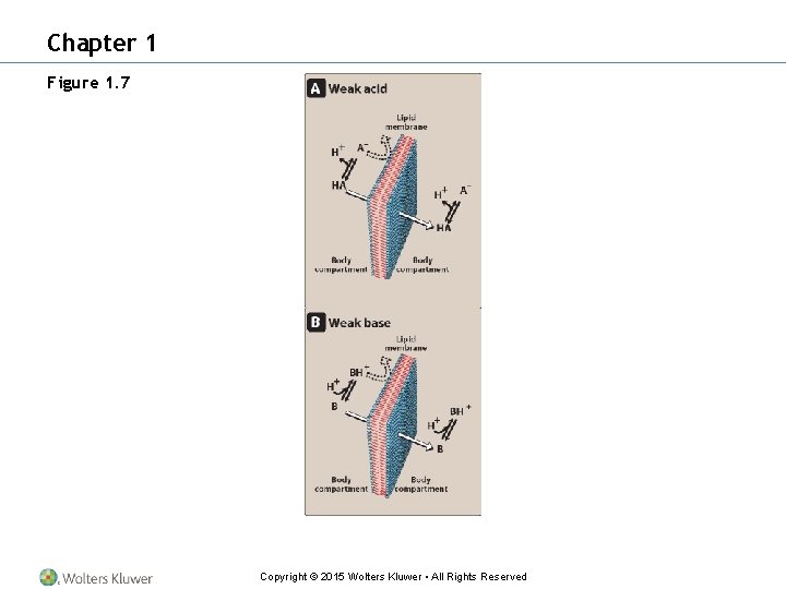 Chapter 1 Figure 1. 7 Copyright © 2015 Wolters Kluwer • All Rights Reserved