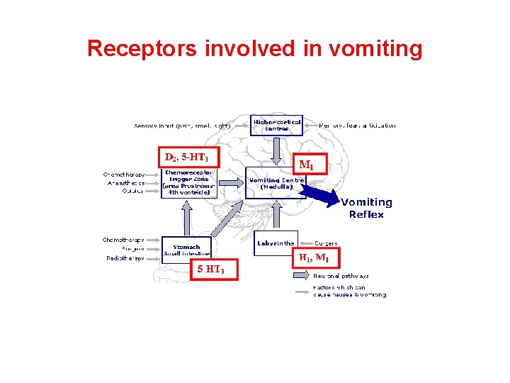 Receptors involved in vomiting 