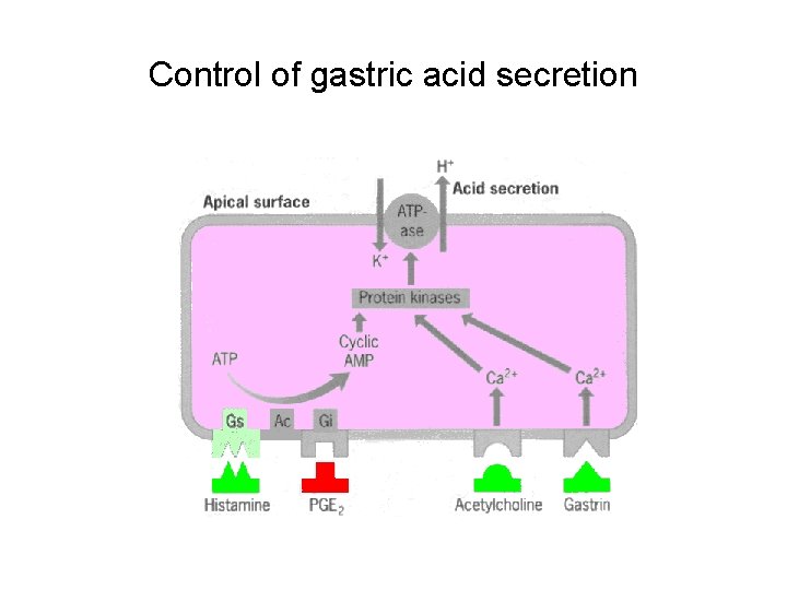 Control of gastric acid secretion 