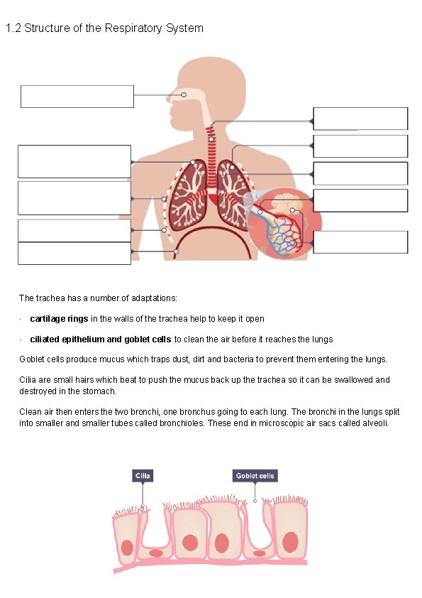 1. 2 Structure of the Respiratory System The trachea has a number of adaptations: