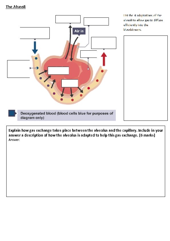Explain how gas exchange takes place between the alveolus and the capillary. Include in