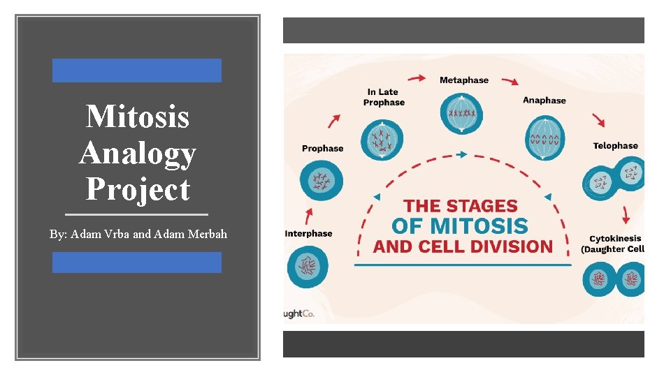 Mitosis Analogy Project By: Adam Vrba and Adam Merbah 