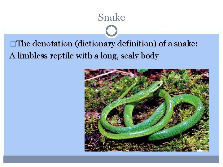 Snake �The denotation (dictionary definition) of a snake: A limbless reptile with a long,