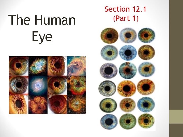 The Human Eye Section 12. 1 (Part 1) 