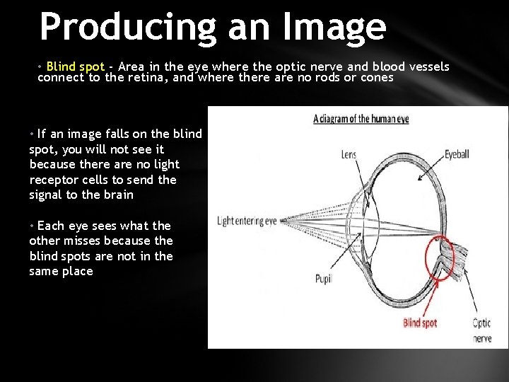 Producing an Image • Blind spot - Area in the eye where the optic