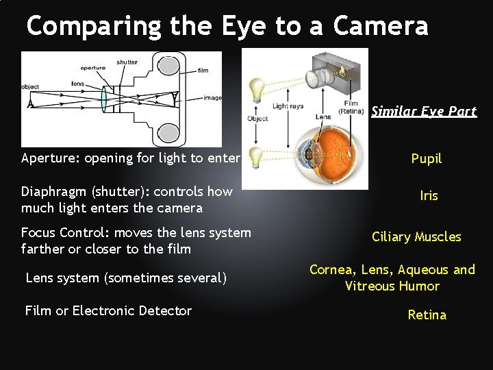 Comparing the Eye to a Camera Similar Eye Part Aperture: opening for light to