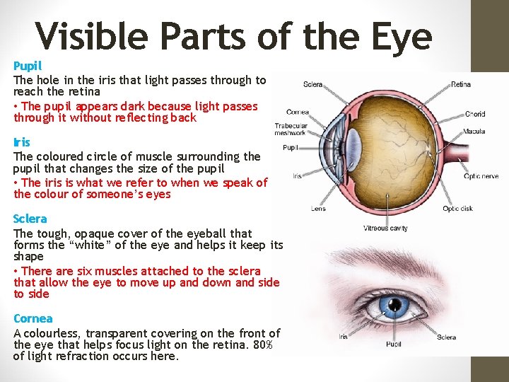 Visible Parts of the Eye Pupil The hole in the iris that light passes