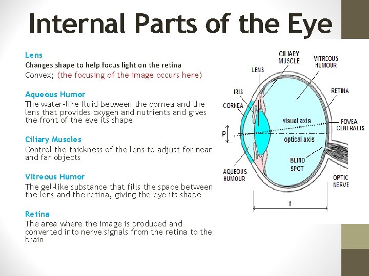 Internal Parts of the Eye Lens Changes shape to help focus light on the