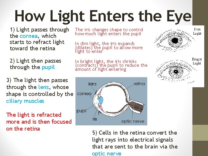 How Light Enters the Eye 1) Light passes through the cornea, which starts to