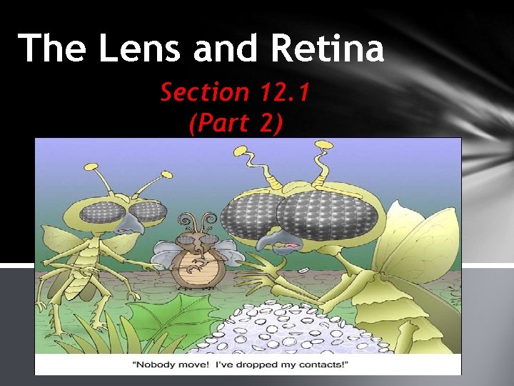 The Lens and Retina Section 12. 1 (Part 2) 