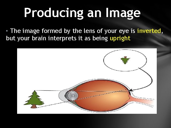 Producing an Image • The image formed by the lens of your eye is