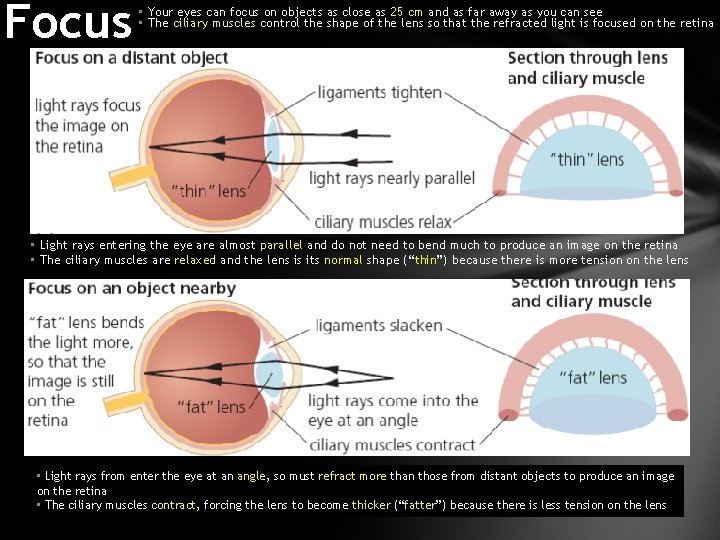 Focus • Your eyes can focus on objects as close as 25 cm and