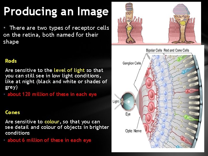 Producing an Image • There are two types of receptor cells on the retina,
