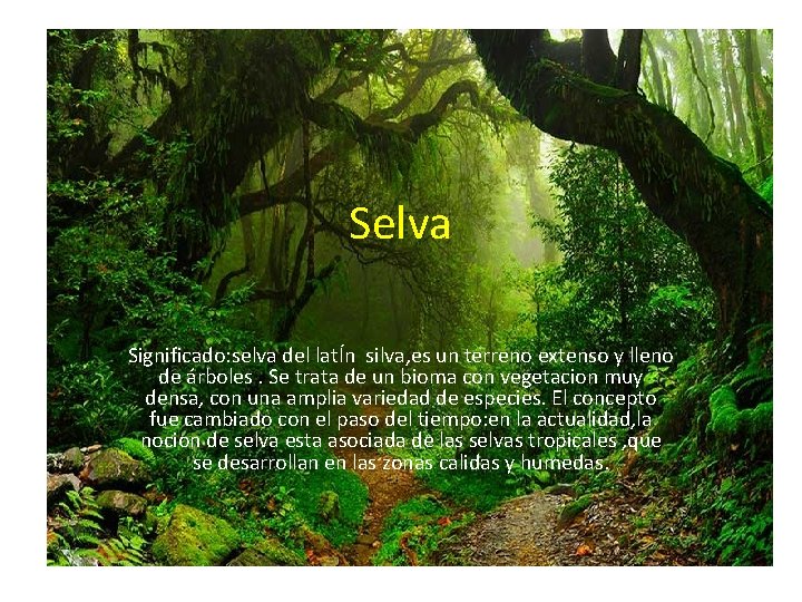 Selva Significado: selva del latÍn silva, es un terreno extenso y lleno de árboles.
