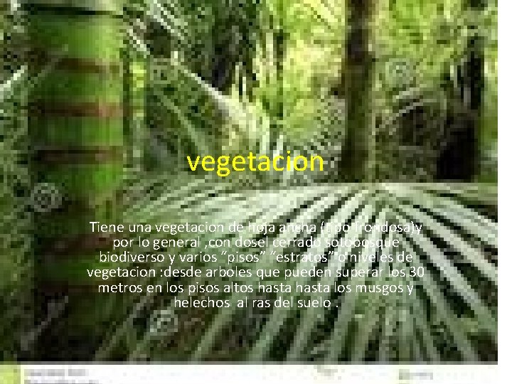 vegetacion Tiene una vegetacion de hoja ancha (tipo frondosa)y por lo general , con