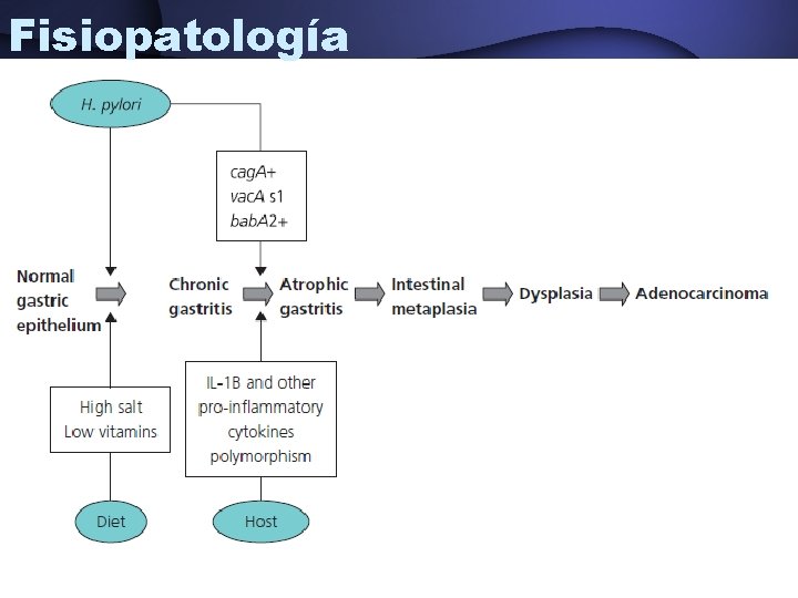 Fisiopatología Yamada T, et al. Textbook of gastroenterology. Edit. Wiley-Blackwell. 2009. pag 1026 -1053