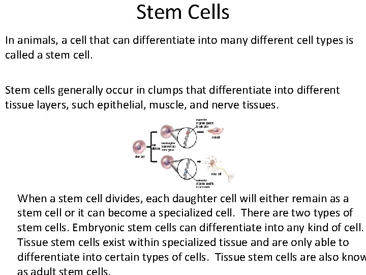 Stem Cells In animals, a cell that can differentiate into many different cell types