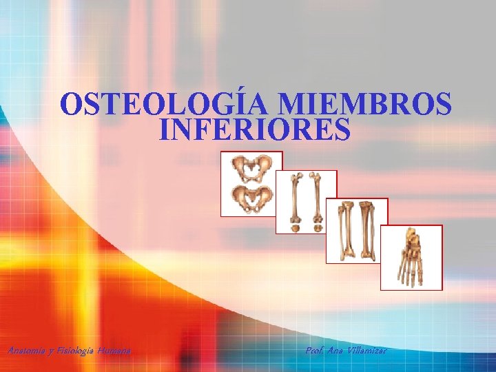 OSTEOLOGÍA MIEMBROS INFERIORES Anatomía y Fisiología Humana Prof. Ana Villamizar 
