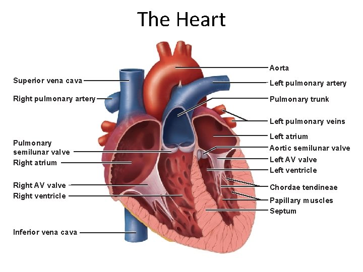The Heart Aorta Superior vena cava Left pulmonary artery Right pulmonary artery Pulmonary trunk