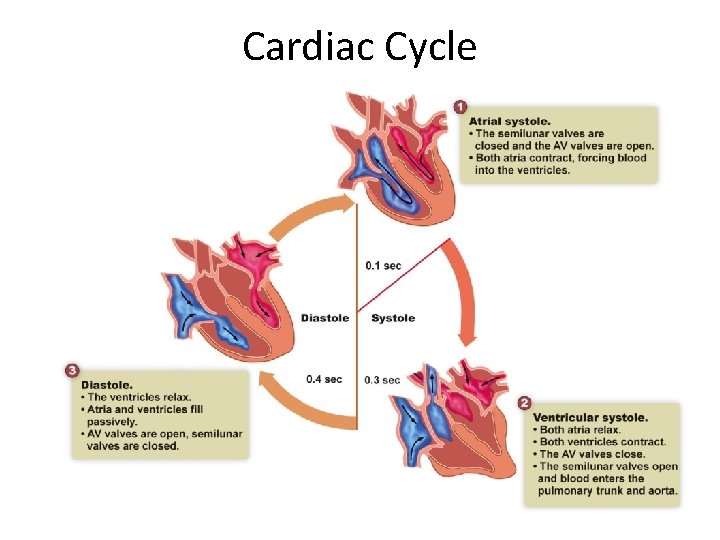 Cardiac Cycle 