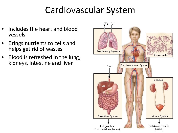 Cardiovascular System CO 2 • Includes the heart and blood vessels • Brings nutrients