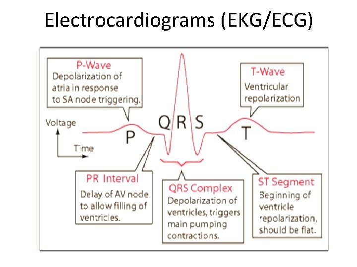 Electrocardiograms (EKG/ECG) 