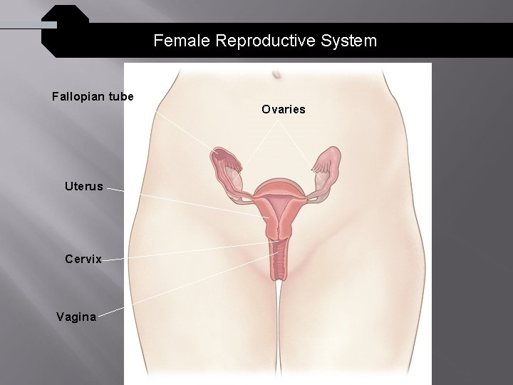 Female Reproductive System Fallopian tube Uterus Cervix Vagina Ovaries 