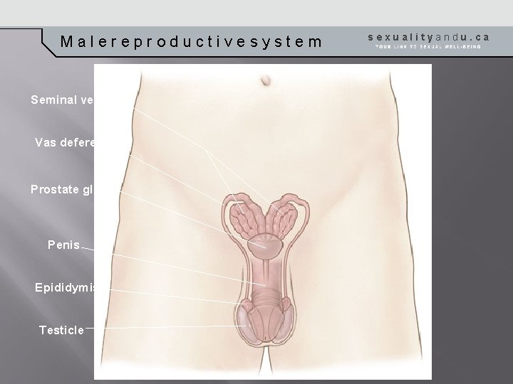 Malereproductivesystem Seminal vesicles Vas deferens Prostate gland Penis Epididymis Testicle sexualityandu. ca 