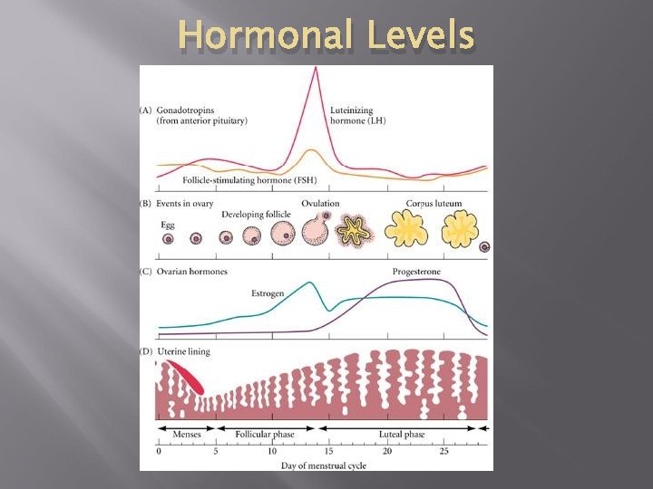 Hormonal Levels 