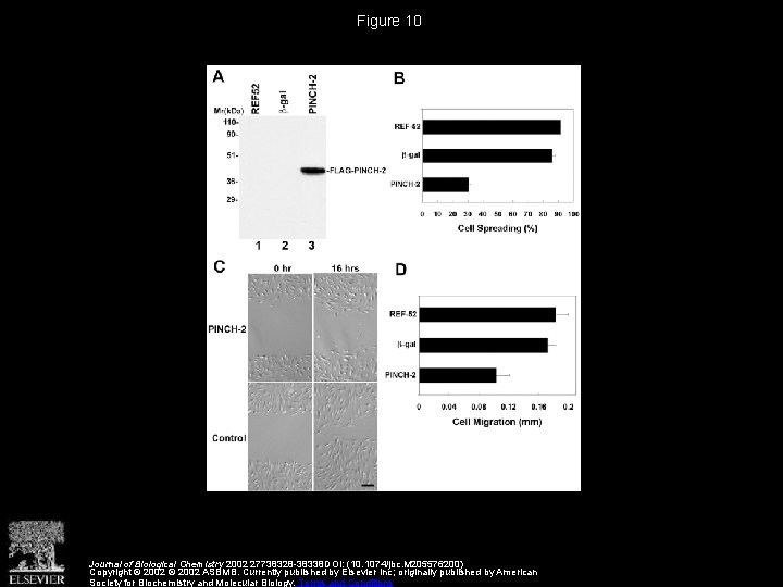 Figure 10 Journal of Biological Chemistry 2002 27738328 -38338 DOI: (10. 1074/jbc. M 205576200)