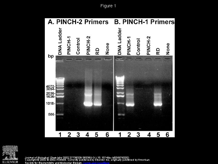 Figure 1 Journal of Biological Chemistry 2002 27738328 -38338 DOI: (10. 1074/jbc. M 205576200)