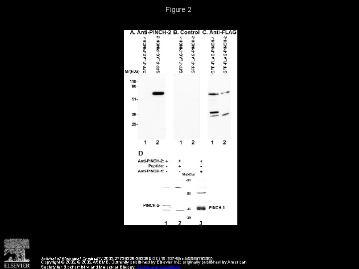Figure 2 Journal of Biological Chemistry 2002 27738328 -38338 DOI: (10. 1074/jbc. M 205576200)
