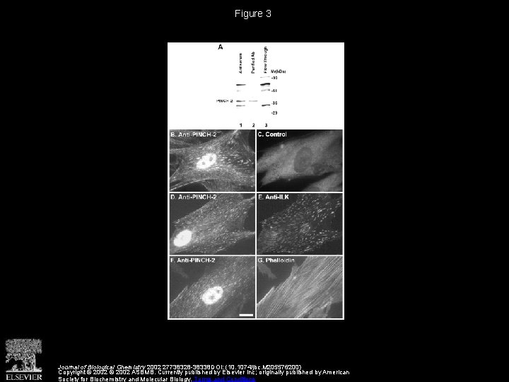 Figure 3 Journal of Biological Chemistry 2002 27738328 -38338 DOI: (10. 1074/jbc. M 205576200)