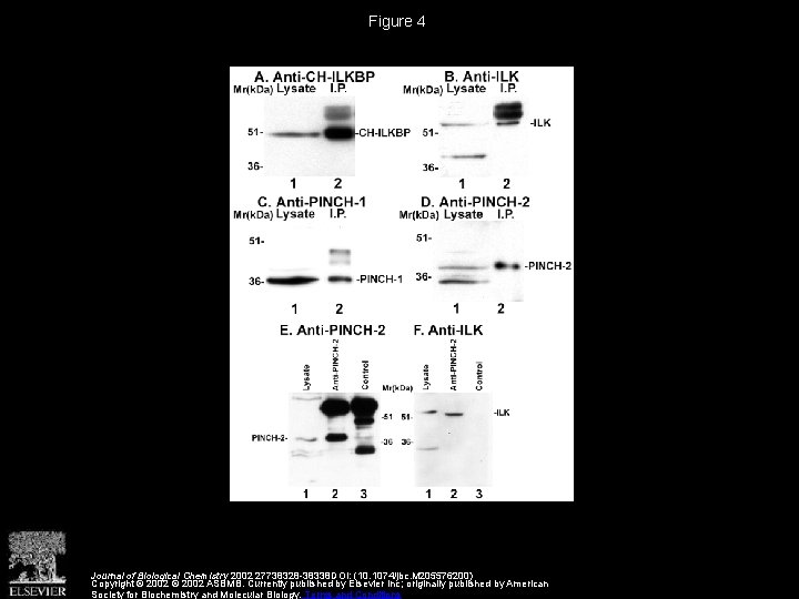 Figure 4 Journal of Biological Chemistry 2002 27738328 -38338 DOI: (10. 1074/jbc. M 205576200)