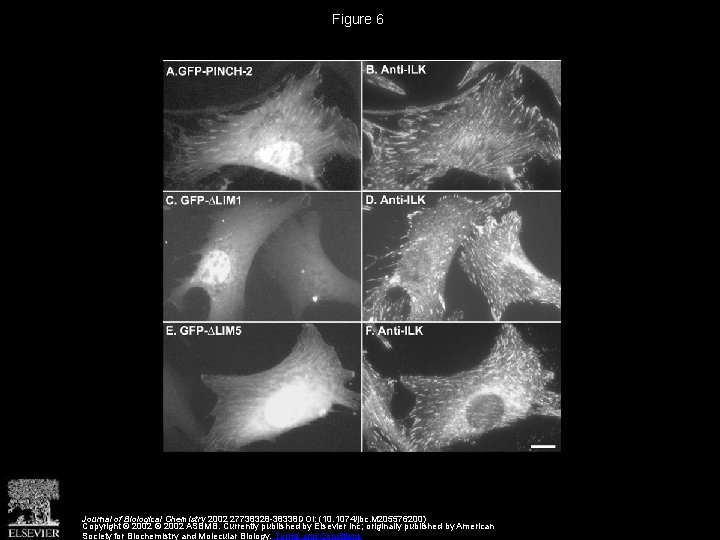 Figure 6 Journal of Biological Chemistry 2002 27738328 -38338 DOI: (10. 1074/jbc. M 205576200)