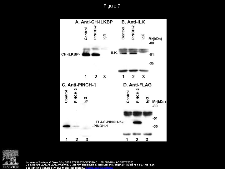 Figure 7 Journal of Biological Chemistry 2002 27738328 -38338 DOI: (10. 1074/jbc. M 205576200)