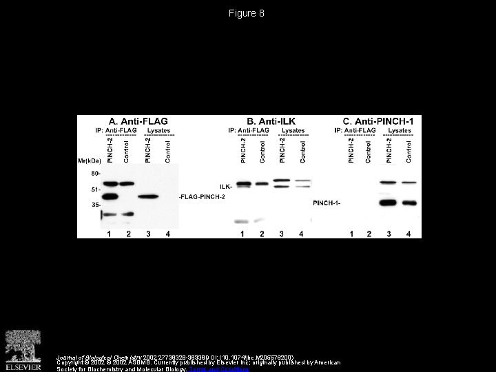 Figure 8 Journal of Biological Chemistry 2002 27738328 -38338 DOI: (10. 1074/jbc. M 205576200)
