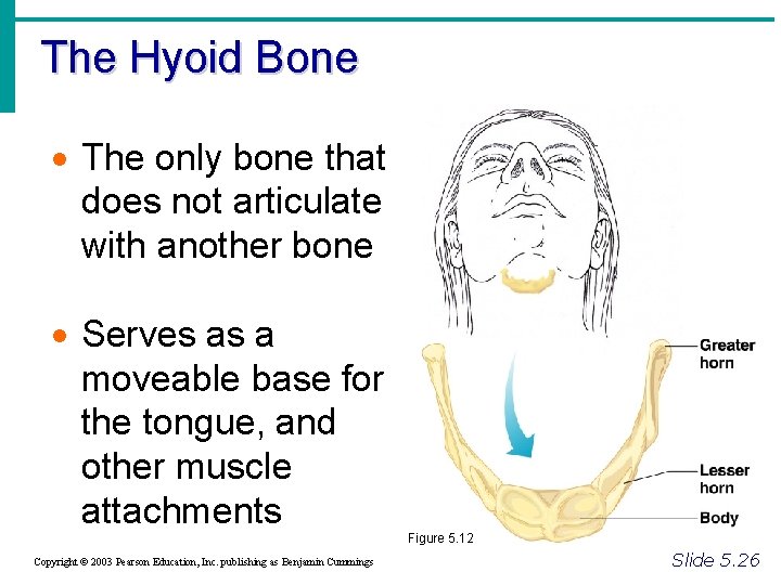 The Hyoid Bone · The only bone that does not articulate with another bone