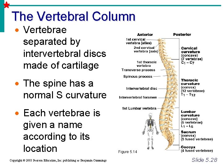 The Vertebral Column · Vertebrae separated by intervertebral discs made of cartilage · The