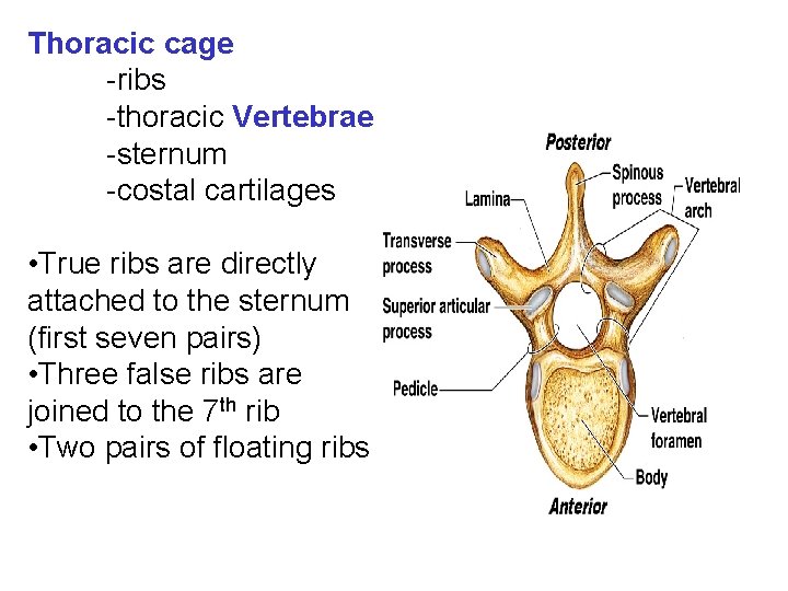Thoracic cage -ribs -thoracic Vertebrae -sternum -costal cartilages • True ribs are directly attached